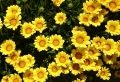 黄色のお花１