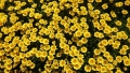 黄色のお花２